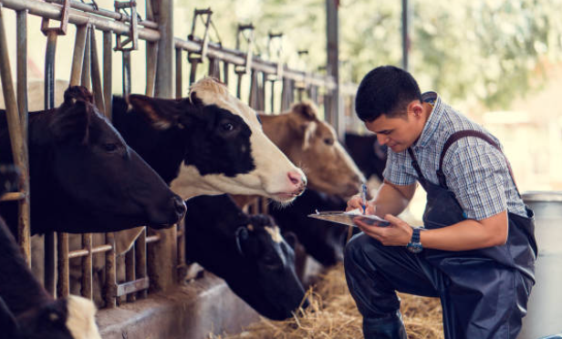 persona_examinando_vacas