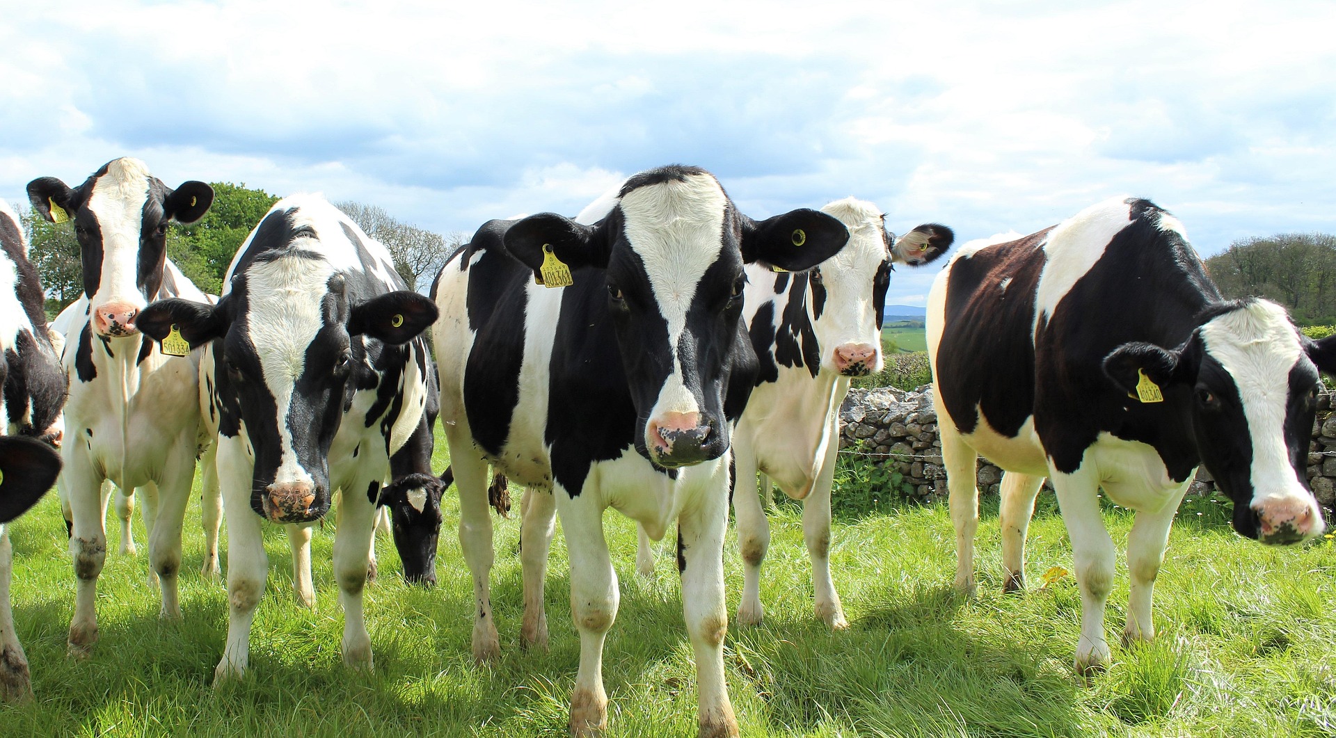 vacas_en_un_campo