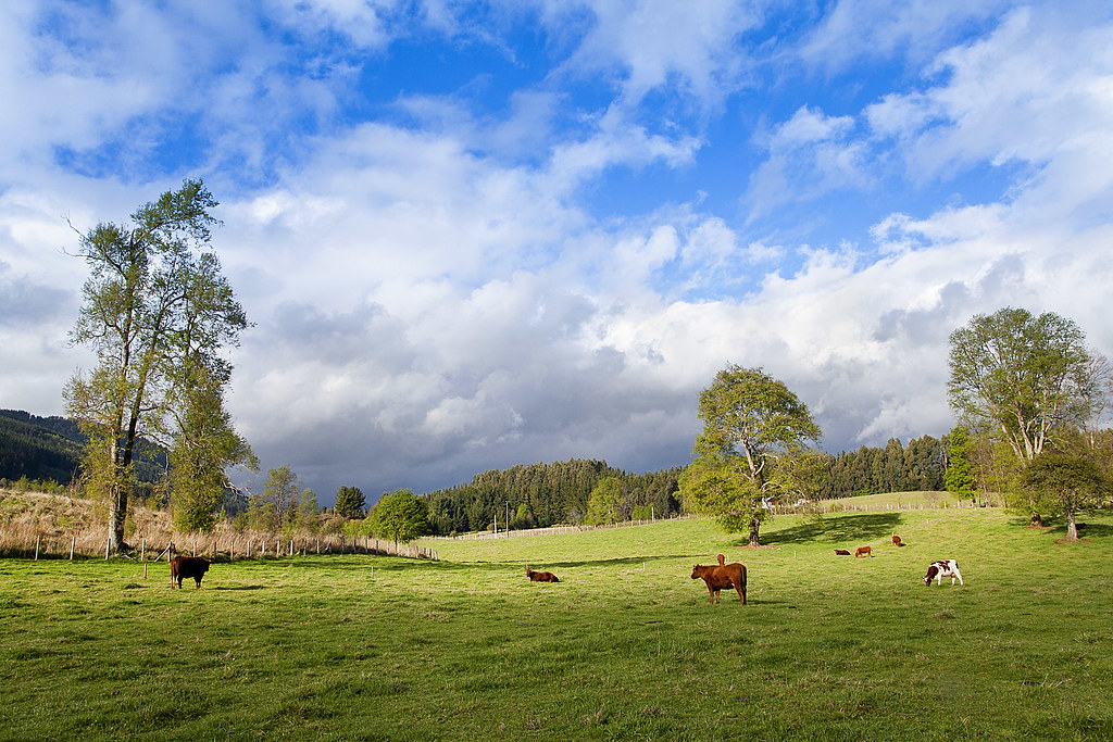 Vaca