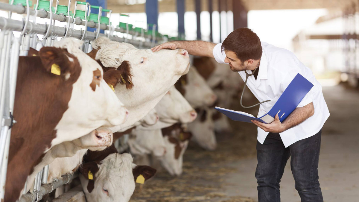 veterinario
