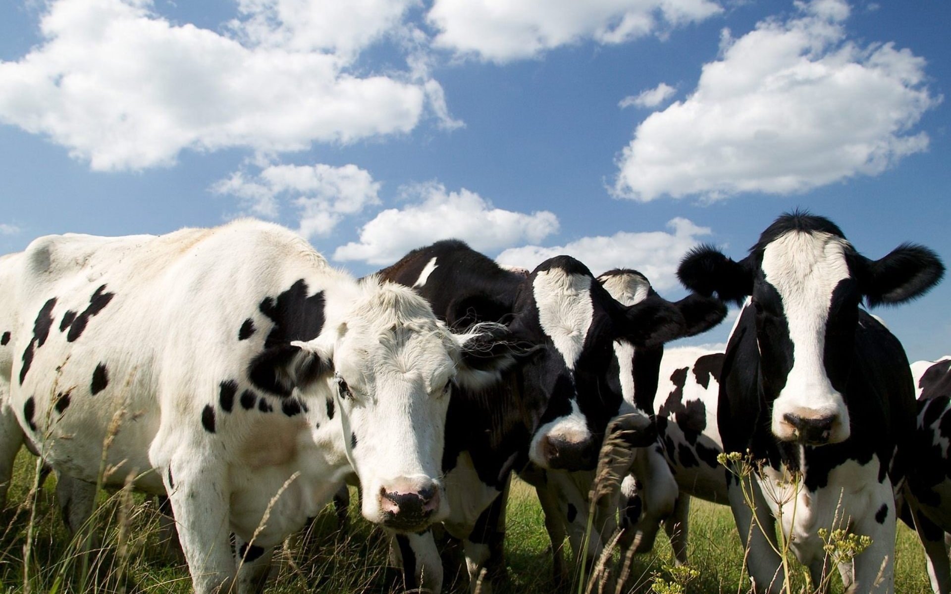 Vacas lecheras